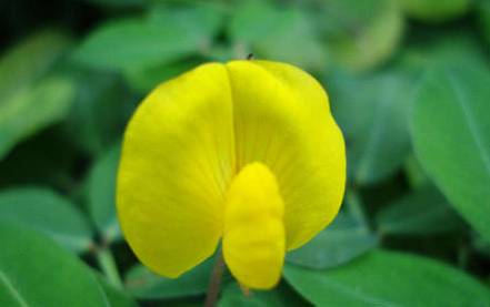 蔓花生历史图片