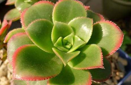 红缘莲花掌历史图片