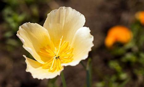 花菱草历史图片