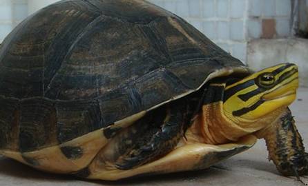 安布闭壳龟历史图片