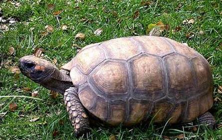 黄腿象龟历史图片