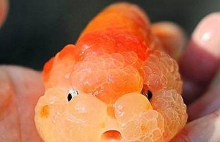 武汉猫狮历史图片