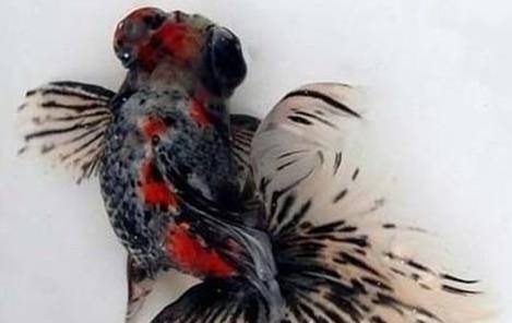 荧鳞蝶尾历史图片