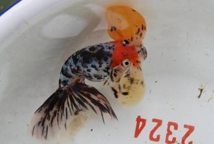 花水泡历史图片