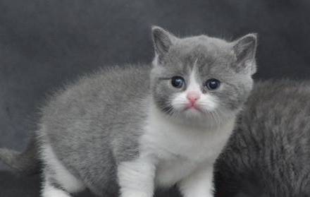 英国短毛猫历史图片