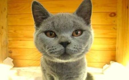 英国短毛猫历史图片