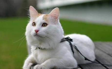 土耳其梵猫历史图片