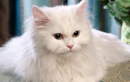 土耳其安哥拉猫历史图片