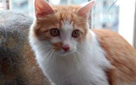 土耳其安哥拉猫历史图片