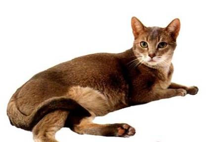 阿比西尼亚猫历史图片