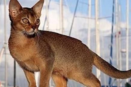 阿比西尼亚猫历史图片