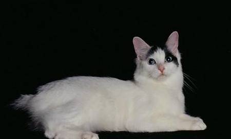 日本短尾猫历史图片