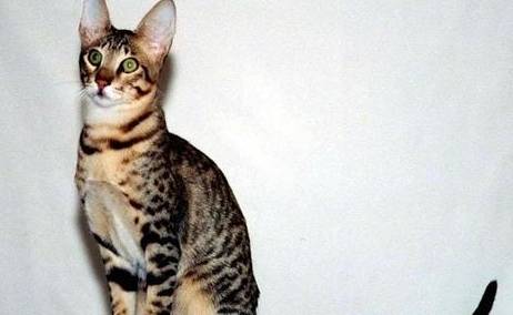 东方猫历史图片