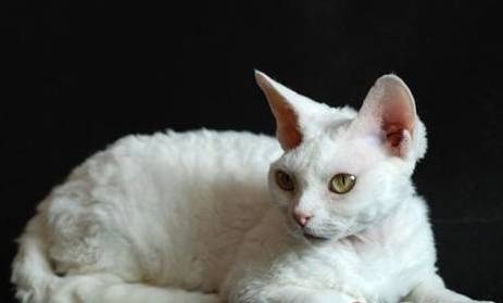 东方猫历史图片