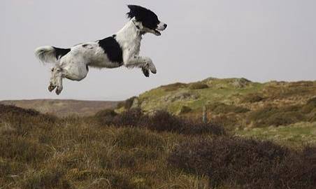 英国史宾格猎犬历史图片