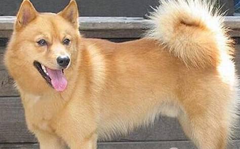芬兰猎犬历史图片
