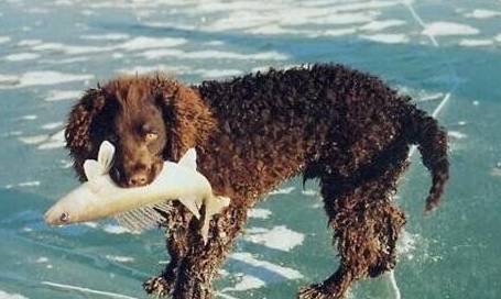 美国水猎犬历史图片