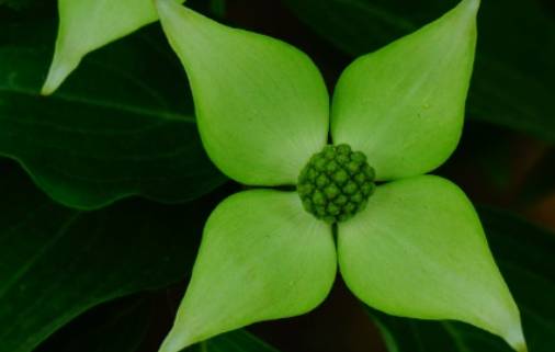 四照花历史图片