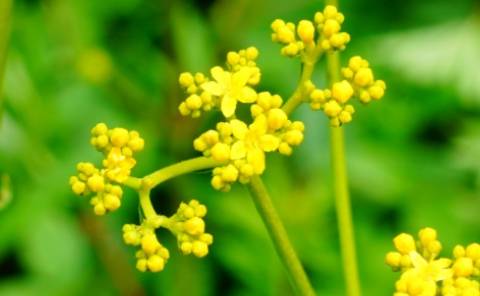 黄花龙牙历史图片
