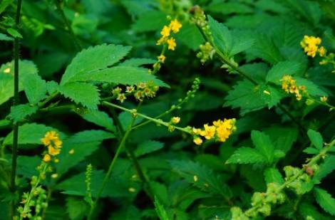 龙芽草历史图片