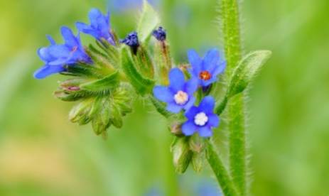 狼紫草历史图片