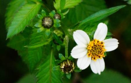 白花鬼针草历史图片