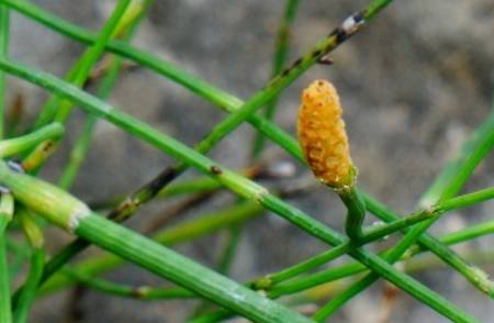 节节草历史图片