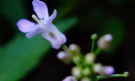 紫花碎米荠历史图片