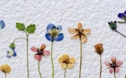 花朵历史图片