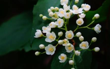 小花溲疏历史图片