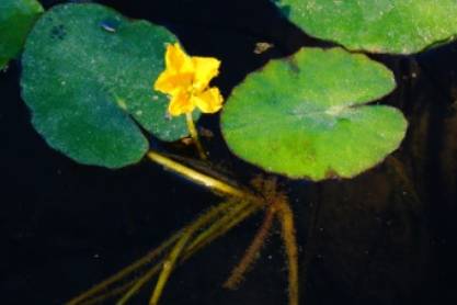 荇菜历史图片