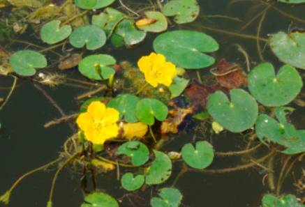 荇菜历史图片
