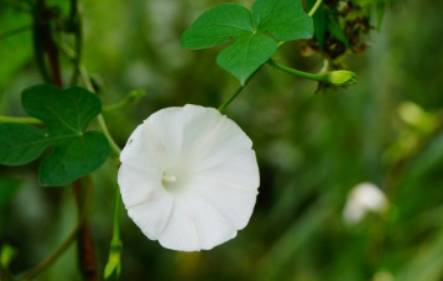 牵牛花历史图片
