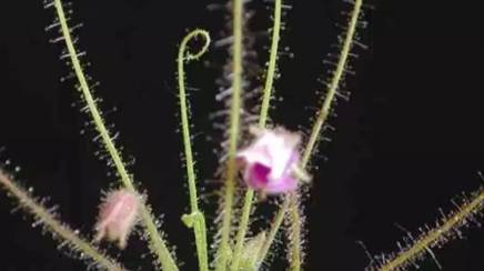 植物历史图片