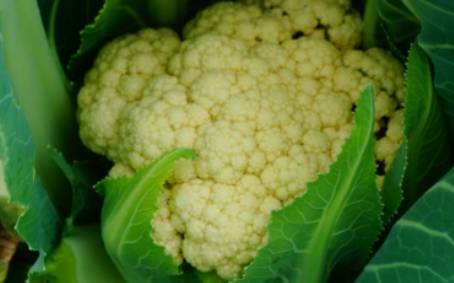 花椰菜历史图片