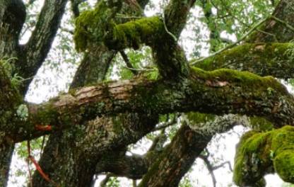 猴樟历史图片