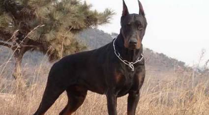 德国牧羊犬历史图片