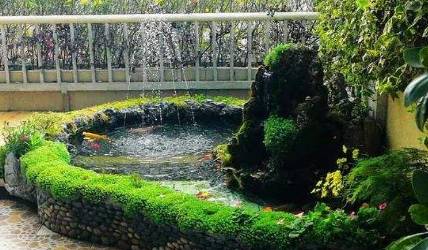 锦鲤池历史图片