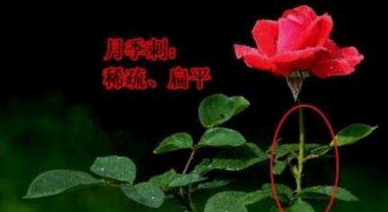 月季历史图片