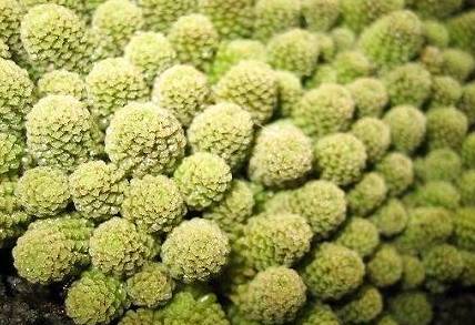 魔南景天历史图片