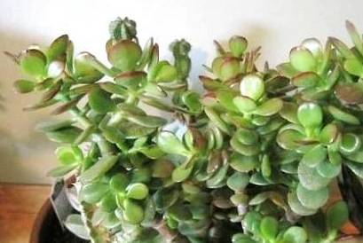 厚脸皮历史图片