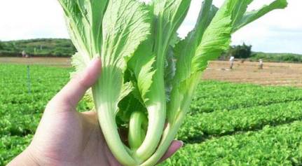 芥菜历史图片