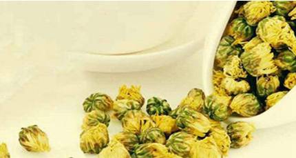 白菊花茶历史图片