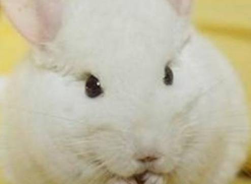 纯白色龙猫历史图片
