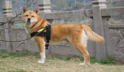 中华田园犬历史图片
