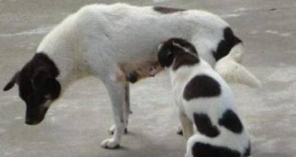 中华田园犬历史图片