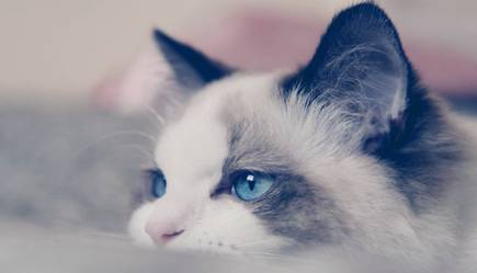 布偶猫历史图片