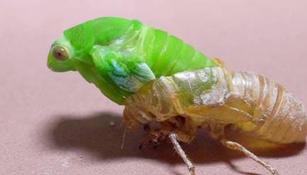 昆虫历史图片