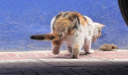 猫历史图片