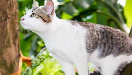 成年野猫历史图片
